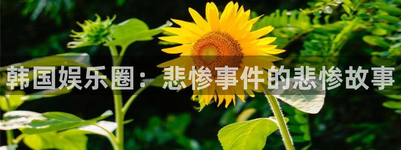 mg不朽情缘体育3：韩国娱乐圈：悲惨事件的悲惨故事